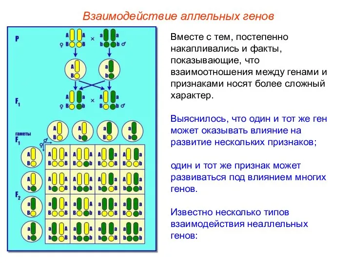 Взаимодействие аллельных генов Вместе с тем, постепенно накапливались и факты, показывающие, что