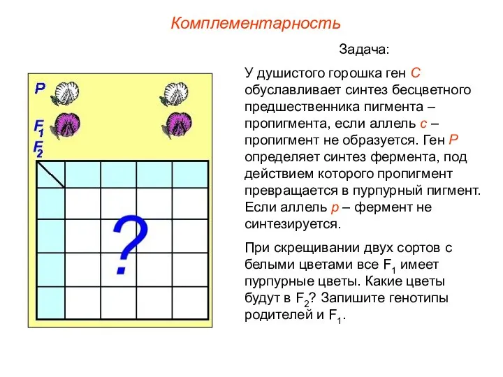 Задача: У душистого горошка ген С обуславливает синтез бесцветного предшественника пигмента –