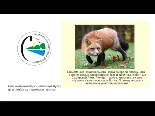 Национальный парк «Самарская Лука» имеет свой флаг, эмблему и талисман - лисицу.