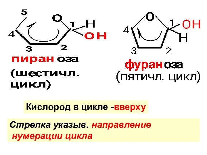 Стрелка указыв. направление нумерации цикла Кислород в цикле -вверху