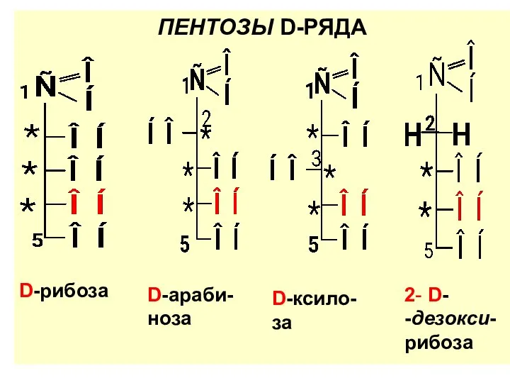 ПЕНТОЗЫ D-РЯДА D-рибоза D-араби-ноза D-ксило-за 2- D- -дезокси- рибоза
