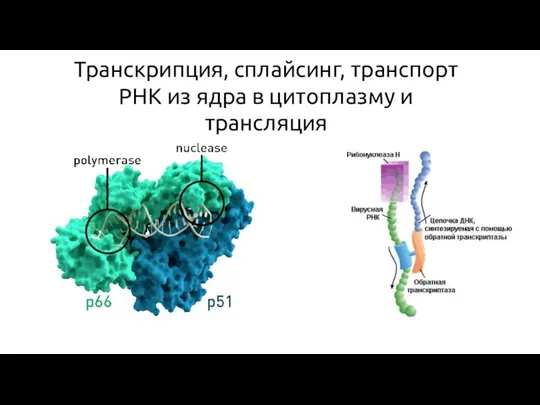 Транскрипция, сплайсинг, транспорт РНК из ядра в цитоплазму и трансляция