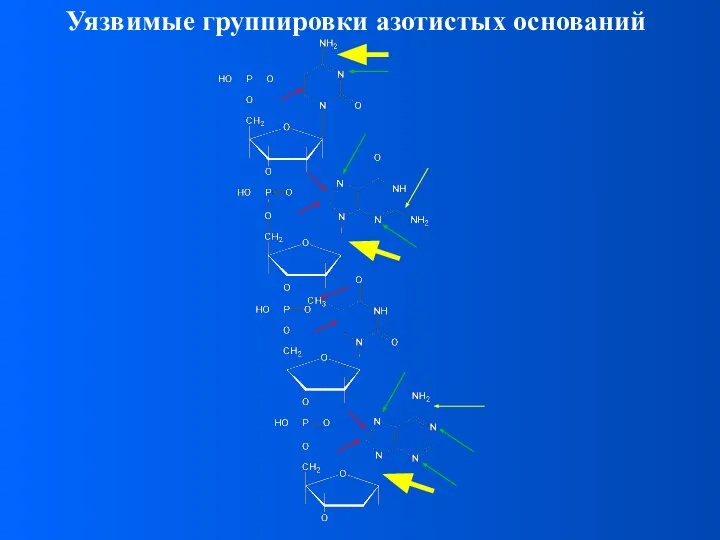 Уязвимые группировки азотистых оснований