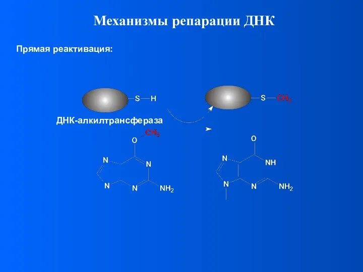 Прямая реактивация: Механизмы репарации ДНК ДНК-алкилтрансфераза