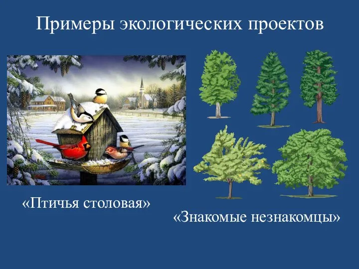 Примеры экологических проектов «Птичья столовая» «Знакомые незнакомцы»