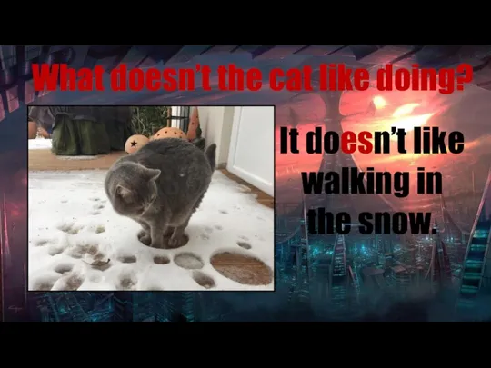 What doesn’t the cat like doing? It doesn’t like walking in the snow.