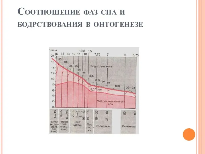 Соотношение фаз сна и бодрствования в онтогенезе