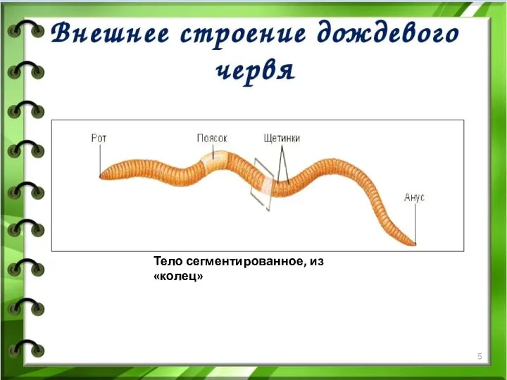 Тело сегментированное, из «колец»