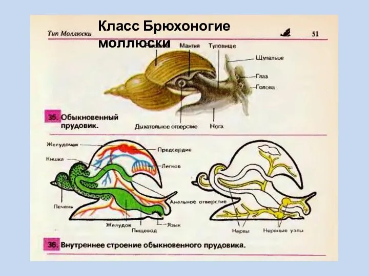 Класс Брюхоногие моллюски