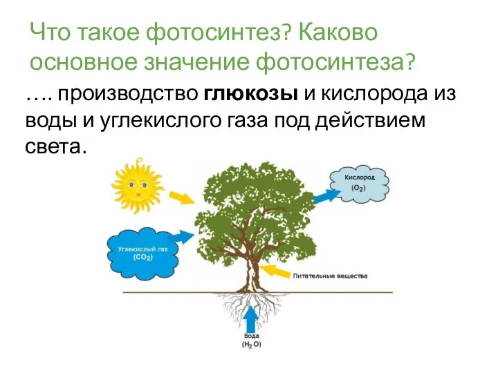 Что такое фотосинтез? Каково основное значение фотосинтеза? …. производство глюкозы и кислорода