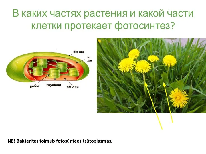 В каких частях растения и какой части клетки протекает фотосинтез? NB! Bakterites toimub fotosüntees tsütoplasmas.