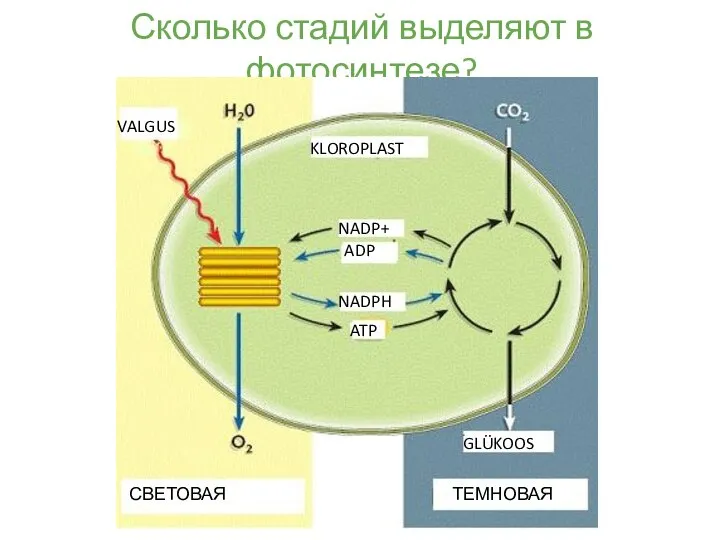 Сколько стадий выделяют в фотосинтезе? VALGUS СВЕТОВАЯ ТЕМНОВАЯ GLÜKOOS KLOROPLAST NADP+ NADPH ADP ATP