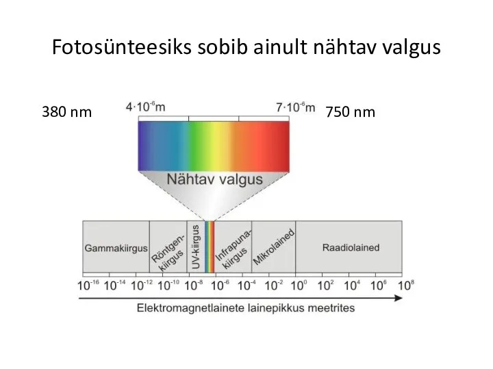 Fotosünteesiks sobib ainult nähtav valgus 380 nm 750 nm