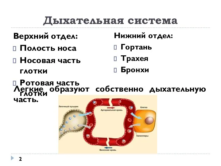 Дыхательная система Верхний отдел: Полость носа Носовая часть глотки Ротовая часть глотки