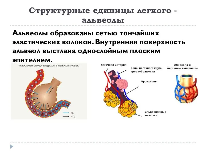 Структурные единицы легкого - альвеолы Альвеолы образованы сетью тончайших эластических волокон. Внутренняя