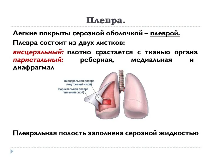 Плевра. Легкие покрыты серозной оболочкой – плеврой. Плевра состоит из двух листков: