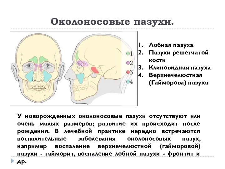 Околоносовые пазухи. Лобная пазуха Пазухи решетчатой кости Клиновидная пазуха Верхнечелюстная (Гайморова) пазуха