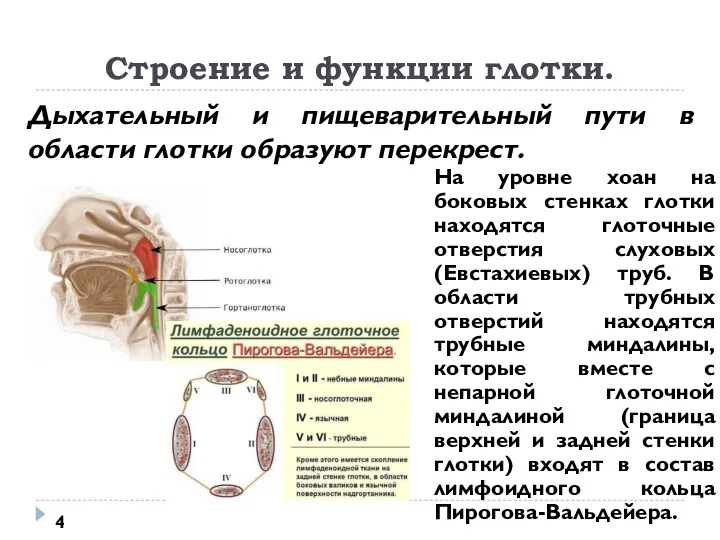 Строение и функции глотки. На уровне хоан на боковых стенках глотки находятся