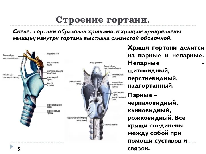 Строение гортани. Хрящи гортани делятся на парные и непарные. Непарные - щитовидный,