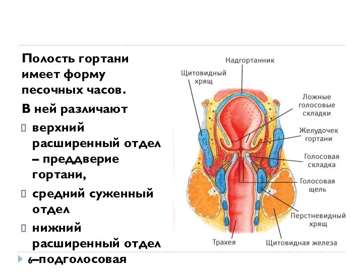 Полость гортани имеет форму песочных часов. В ней различают верхний расширенный отдел