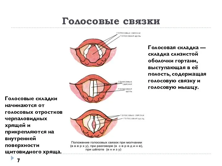 Голосовые связки Голосовая складка — складка слизистой оболочки гортани, выступающая в её