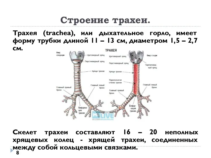 Строение трахеи. Трахея (trachea), или дыхательное горло, имеет форму трубки длиной 11