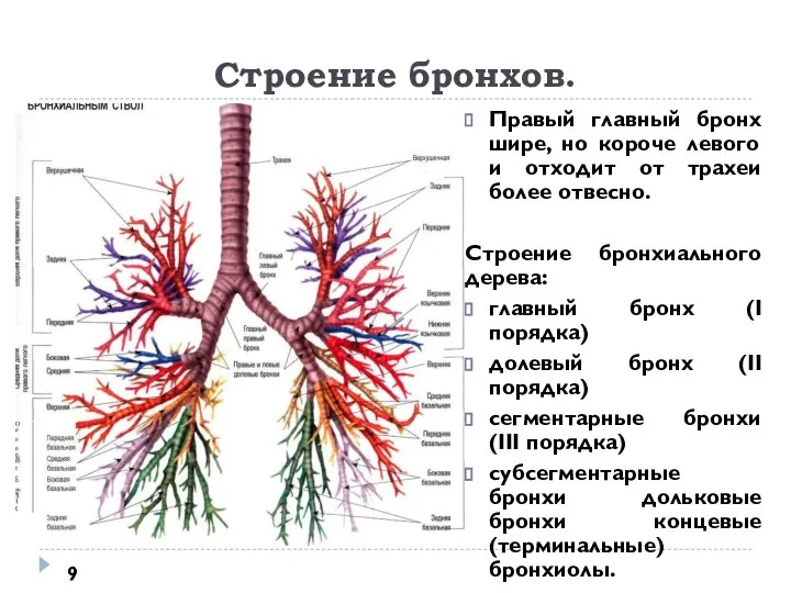 Строение бронхов. Правый главный бронх шире, но короче левого и отходит от