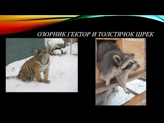 ОЗОРНИК ГЕКТОР И ТОЛСТЯЧОК ШРЕК