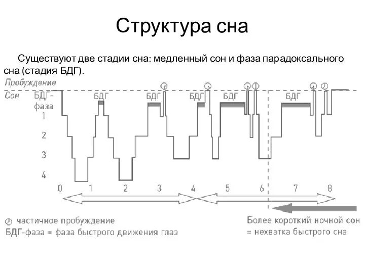 Существуют две стадии сна: медленный сон и фаза парадоксального сна (стадия БДГ). Структура сна