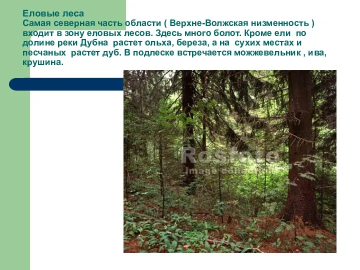 Еловые леса Самая северная часть области ( Верхне-Волжская низменность ) входит в