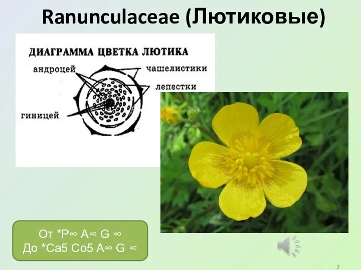 Ranunculaceae (Лютиковые) От *P∞ A∞ G ∞ До *Ca5 Co5 A∞ G ∞