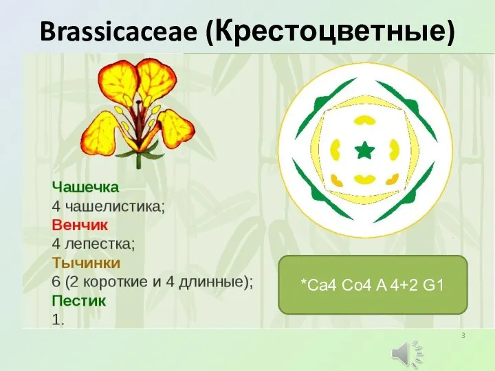 Brassicaceae (Крестоцветные) *Ca4 Co4 A 4+2 G1
