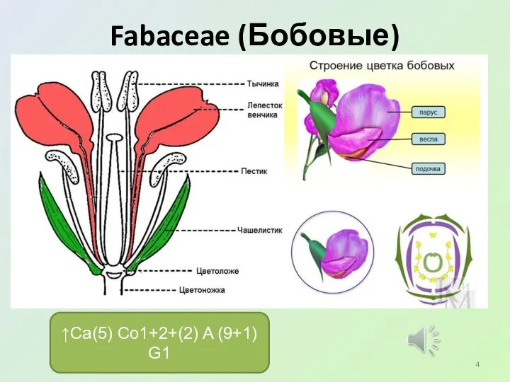 Fabaceae (Бобовые) ↑Ca(5) Co1+2+(2) A (9+1) G1