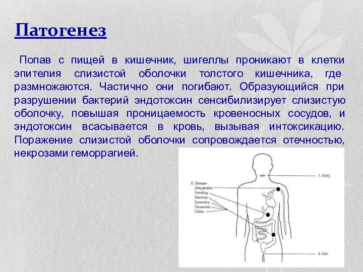 Патогенез Попав с пищей в кишечник, шигеллы проникают в клетки эпителия слизистой