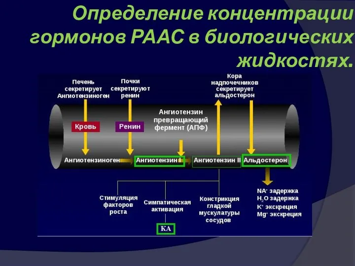 Определение концентрации гормонов РААС в биологических жидкостях.