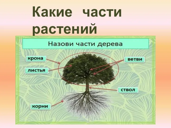 Какие части растений знаете?