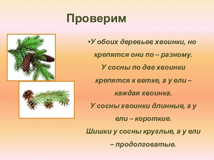 Проверим У обоих деревьев хвоинки, но крепятся они по – разному. У