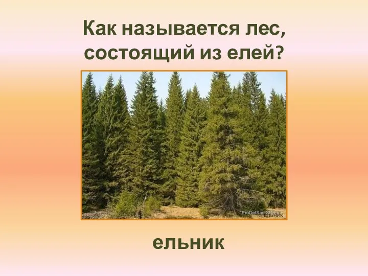 Как называется лес, состоящий из елей? ельник