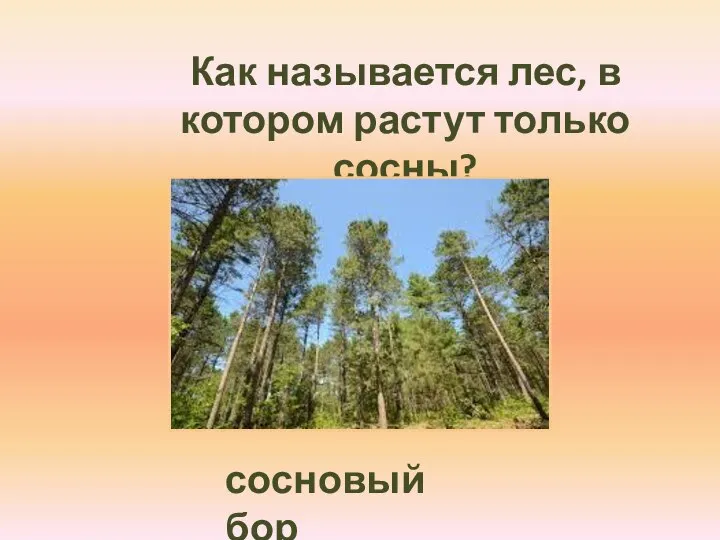 Как называется лес, в котором растут только сосны? сосновый бор