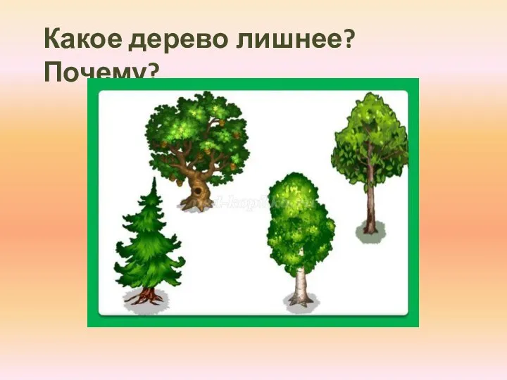 Какое дерево лишнее? Почему?