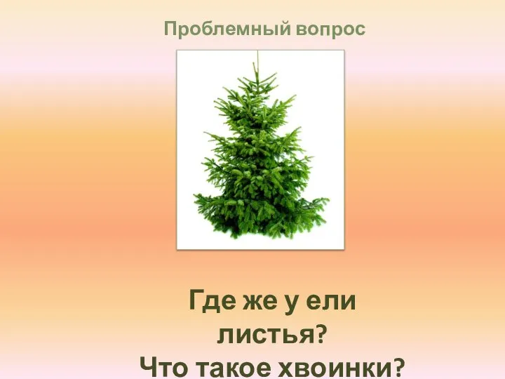 Проблемный вопрос Где же у ели листья? Что такое хвоинки?