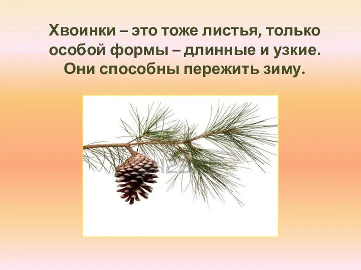 Хвоинки – это тоже листья, только особой формы – длинные и узкие. Они способны пережить зиму.