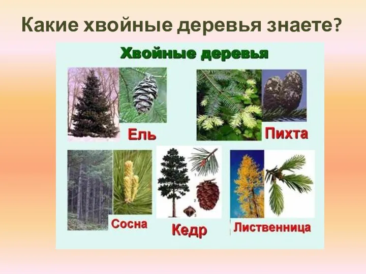 Какие хвойные деревья знаете?