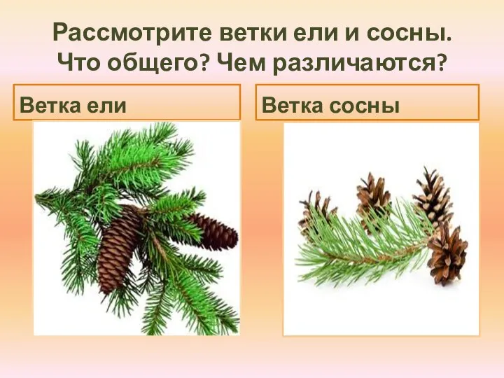 Рассмотрите ветки ели и сосны. Что общего? Чем различаются? Ветка ели Ветка сосны