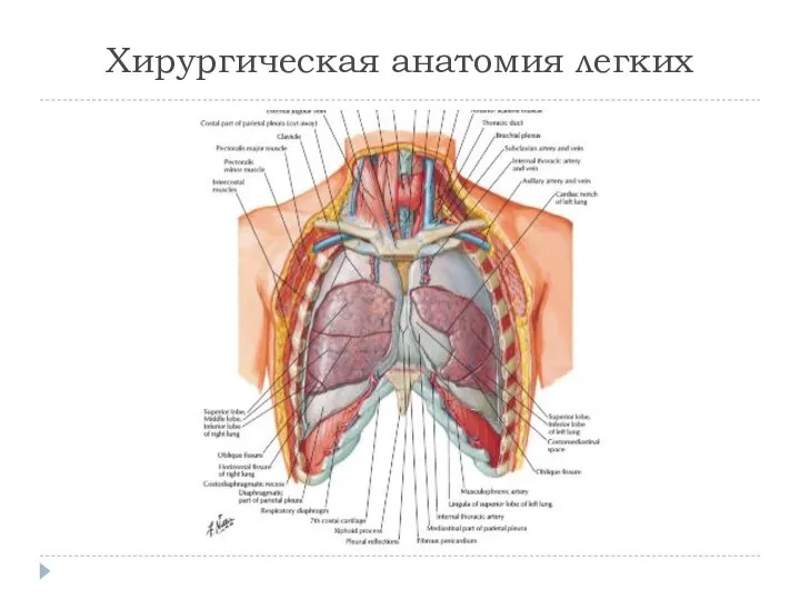 Хирургическая анатомия легких