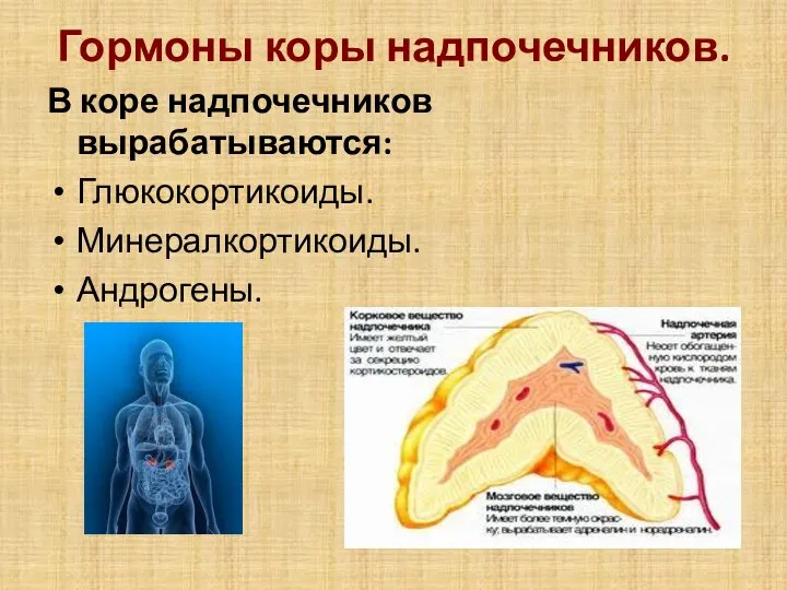 Гормоны коры надпочечников. В коре надпочечников вырабатываются: Глюкокортикоиды. Минералкортикоиды. Андрогены.