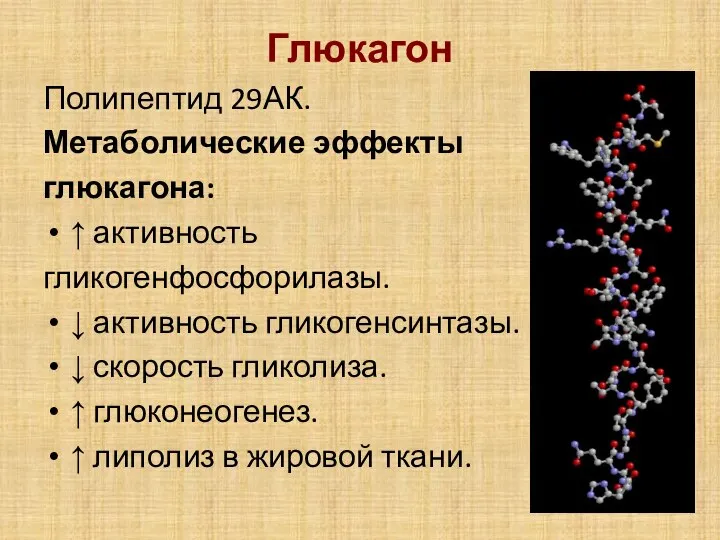 Глюкагон Полипептид 29АК. Метаболические эффекты глюкагона: ↑ активность гликогенфосфорилазы. ↓ активность гликогенсинтазы.