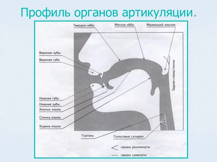 Профиль органов артикуляции.