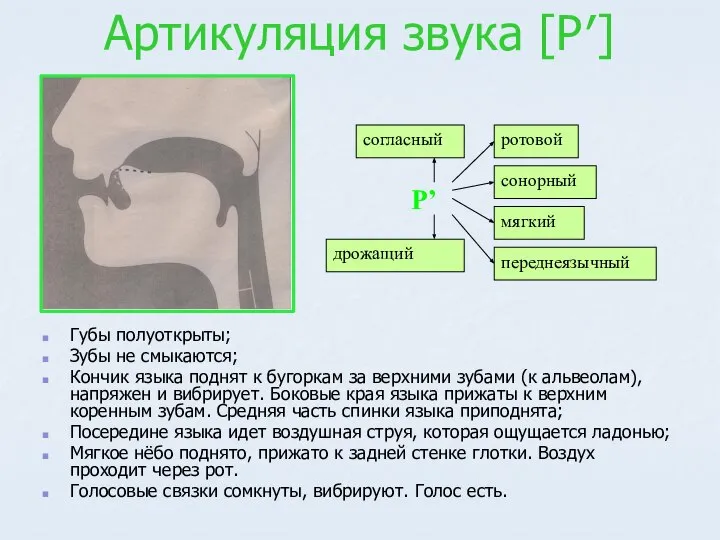 Артикуляция звука [Р′] Губы полуоткрыты; Зубы не смыкаются; Кончик языка поднят к