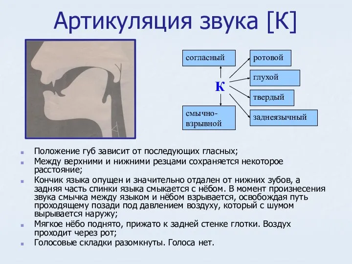 Артикуляция звука [К] Положение губ зависит от последующих гласных; Между верхними и